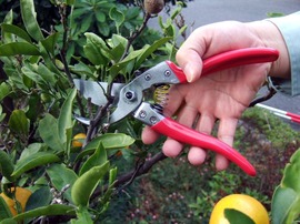 ARS Professional Bypass Secateurs VS Series
